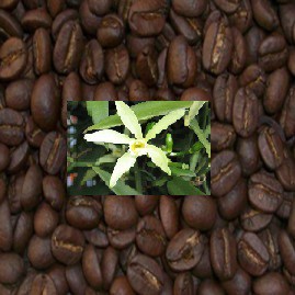 Café 100% Arábica Aromatizado Crema de Vainilla 1Kg